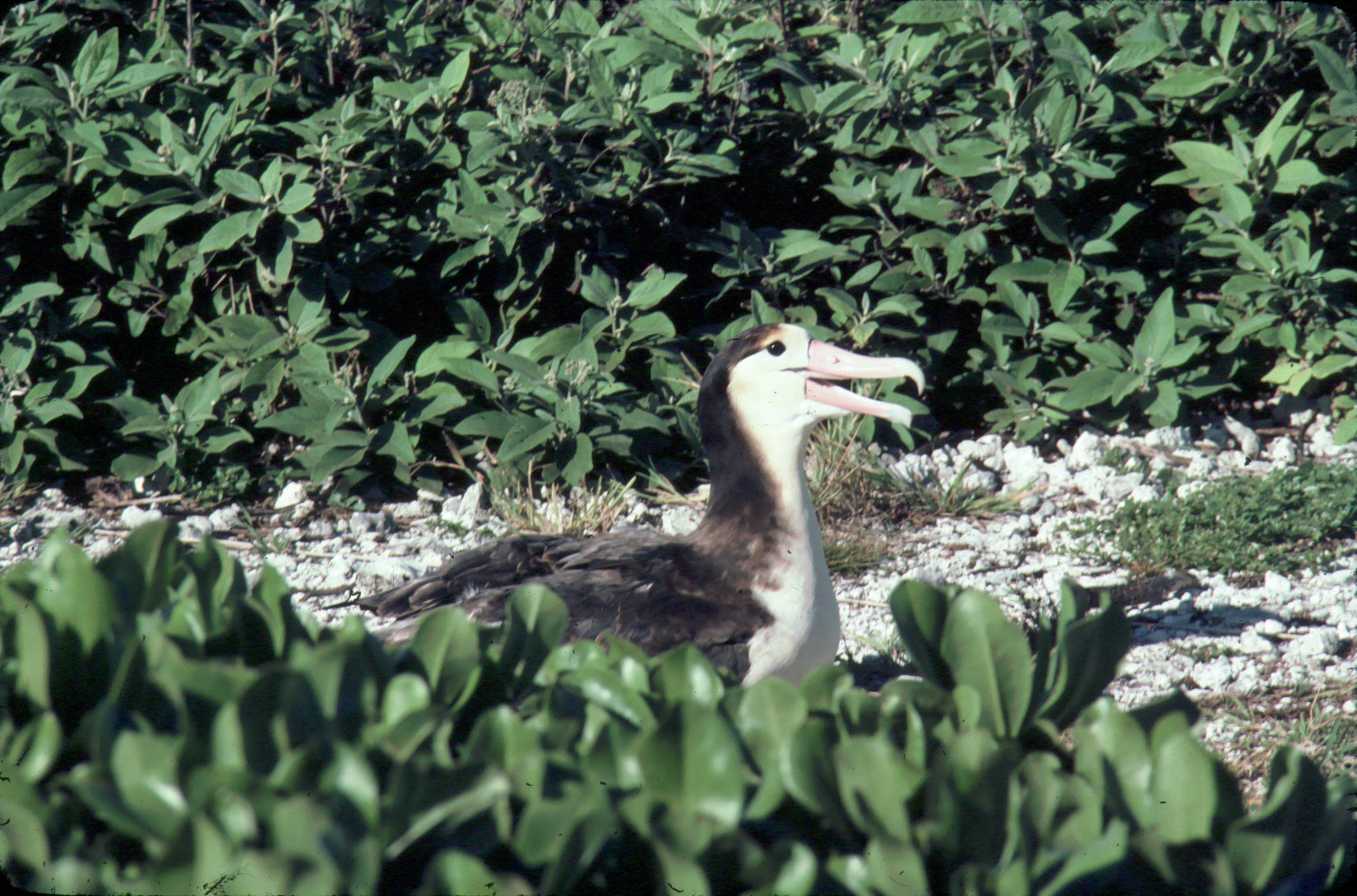 Short-tailed Albatross (Phoebastria albatrus) Hawaii